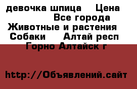 девочка шпица  › Цена ­ 40 000 - Все города Животные и растения » Собаки   . Алтай респ.,Горно-Алтайск г.